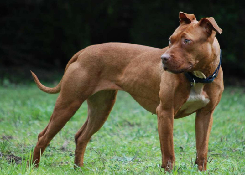 Why Some Dog Breeds Are Considered More Dangerous