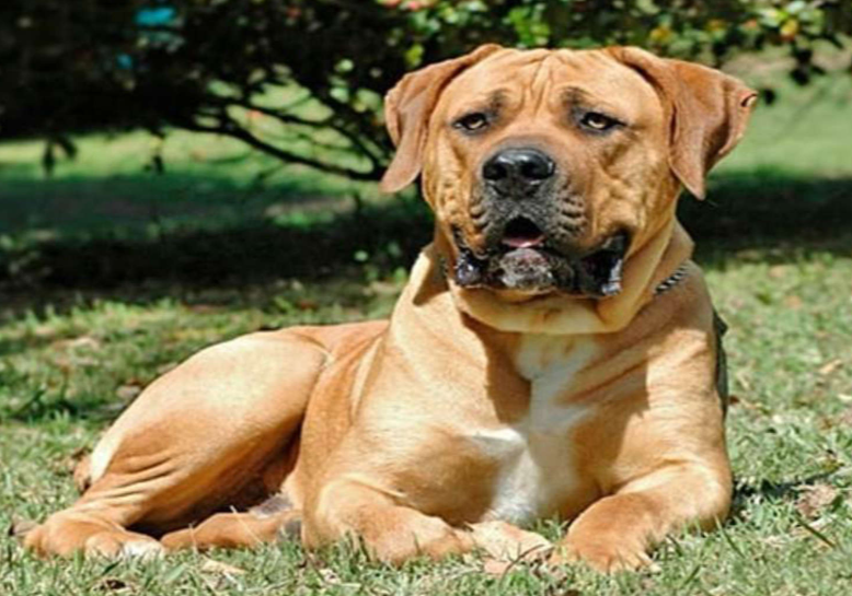 A Dog’s Behavior Depends on the Owner Too