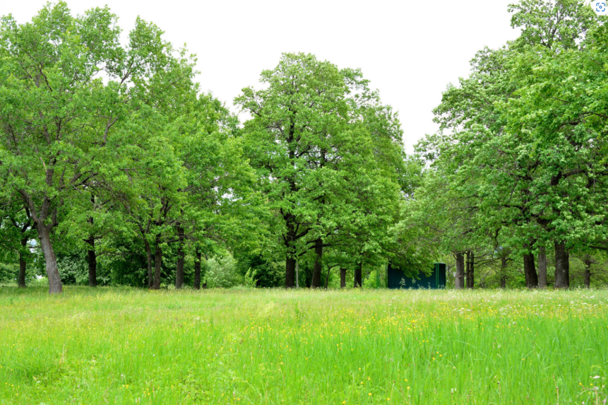 What is nature therapy and how does it work for mental well-being?