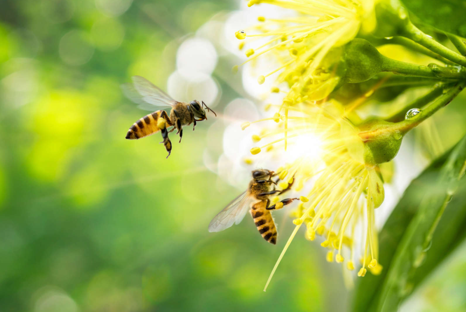 Why Do Some People Think Honey Can Help Allergies?