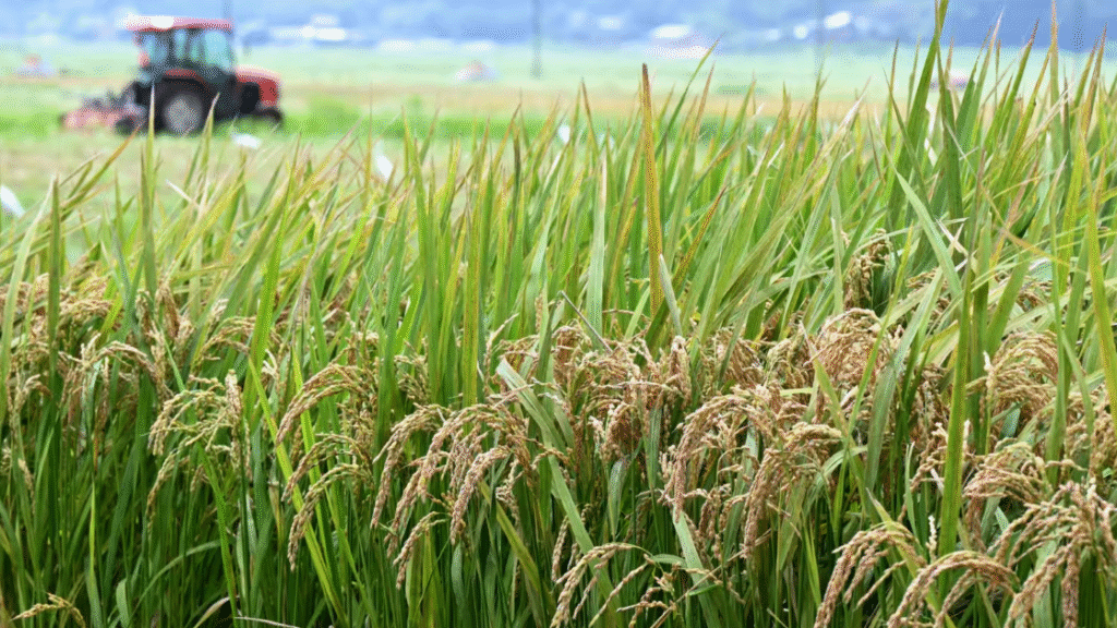 Major Change in Longstanding Agricultural Strategy