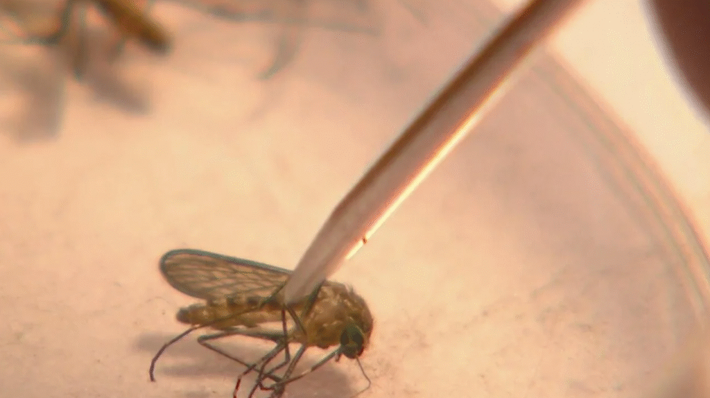 West Nile Virus Activity Increasing Across Colorado